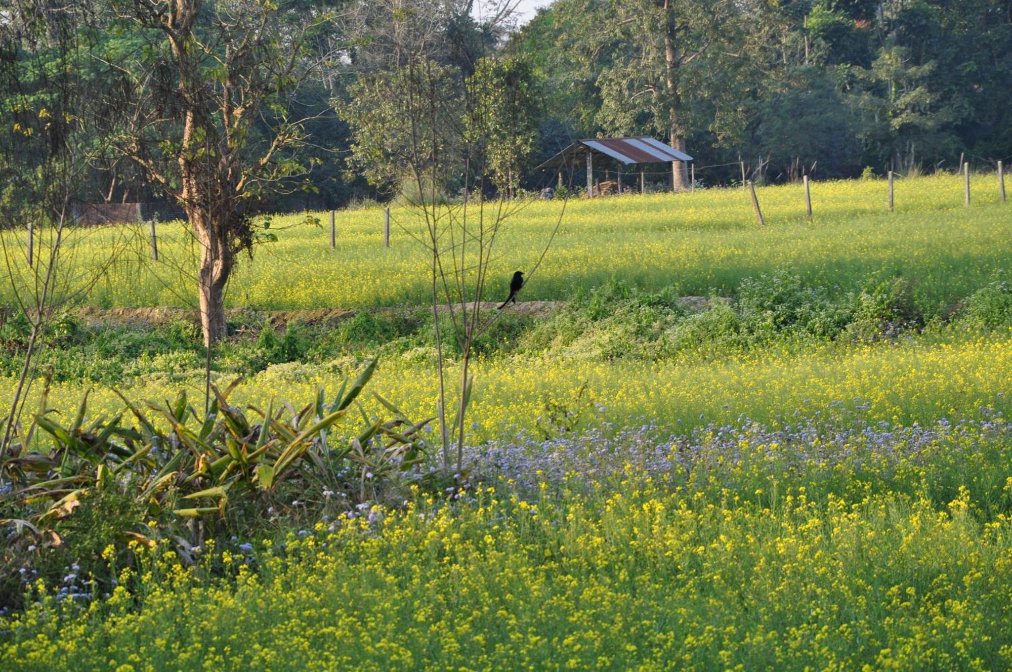 Pemsee'S Tree Town - Eco-Friendly,Tree House Hostel Sauraha Esterno foto