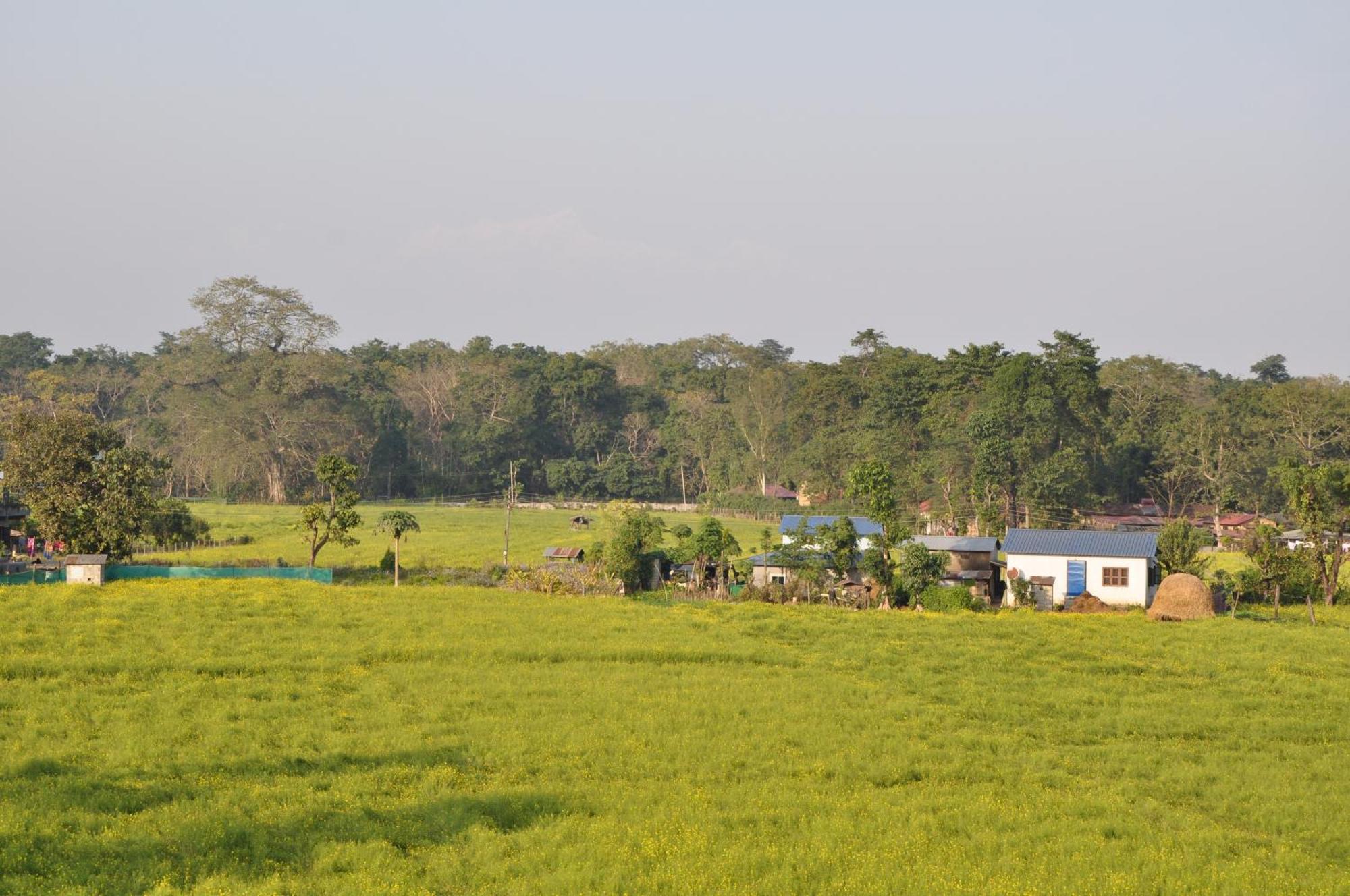 Pemsee'S Tree Town - Eco-Friendly,Tree House Hostel Sauraha Esterno foto