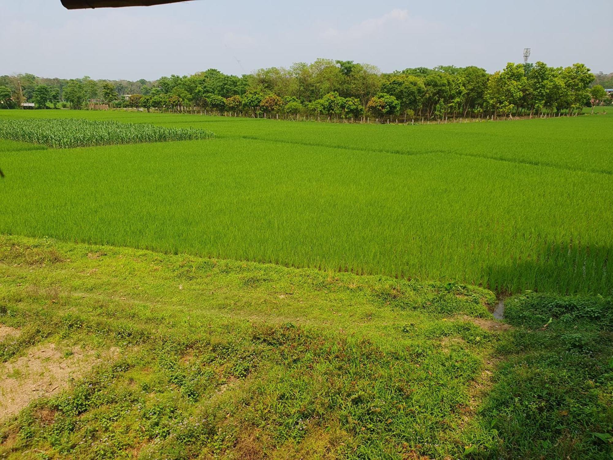Pemsee'S Tree Town - Eco-Friendly,Tree House Hostel Sauraha Esterno foto